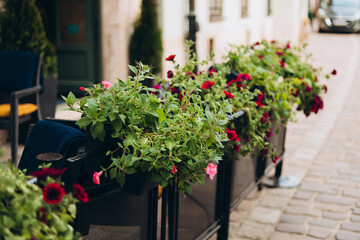 Terrace cafe with flowers in pots. Crimson pink blooming Petunia flowers. Outdoor street cafe tables ready for service.