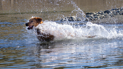 A Labrador Retriever playing in the water