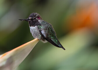 Anna's Hummingbird, Calypte anna, infected with Avian Poxvirus, shown in Pasadena, California.