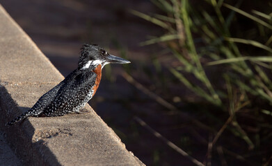 A photo of a giant kingfisher