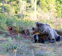 A photo of brown bear during summer