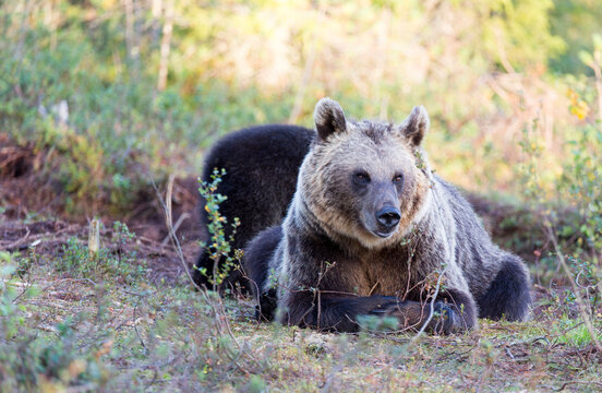 A photo of brown bear during summer