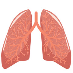 pink, healthy, human lungs with
bronchial tubes straight view, vector illustration