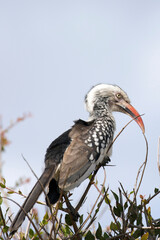 Obraz premium A photo of southern red billed hornbill