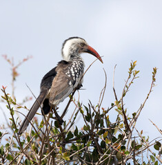A photo of southern red billed hornbill
