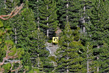 Distant view to 15 MPH warning sign on hairpin turn in conifer forest, Highway 4, Ebbetts Pass road, California 