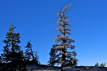 Setting sun illuminates drought stricken tree, central Sierra Nevada Mountains, California 
