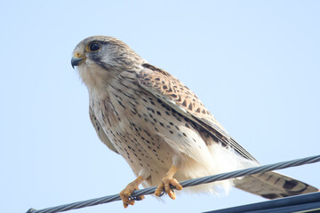 電線とまるチョウゲンボウ