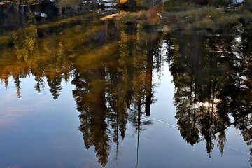 Impressionistic reflection in pond with contrail, a reminder that you can never get away from urban intrusions.