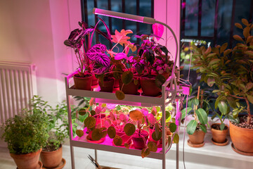 Fototapeta na wymiar Houseplant on cart under phyto lamp at home, making up for lack of real daylight and sunlight. LED purple pink lamp for supplementary lighting of indoor plant in winter season in apartment. Plant care
