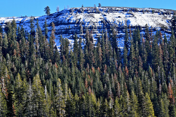 Drought weaken trees were attacked by bark beetles turn brown and die along the crest of the Sierra Nevada Mountains, California 