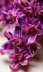 purple flowers (faux orchid, Malaysia, 2015)