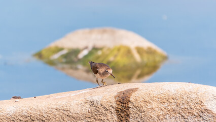 Common sandpiper, Actitis hypoleucos, resting lake shore under raindrops.