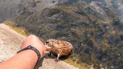 Muskrat, Ondatra zibethicuseats, eats bread from human hand.
