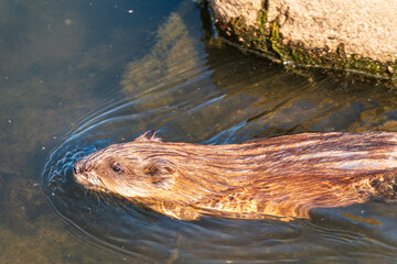 Muskrat, Ondatra zibethicuseats swiming at the surface of the lake water.