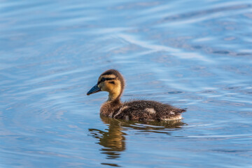 A family of ducks, a duck and its little ducklings are swimming in the water. The duck takes care of its newborn ducklings. Mallard, lat. Anas platyrhynchos
