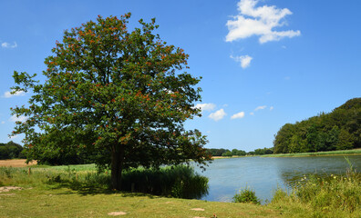 Oak Tree  by Lake on a sunny day