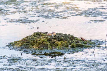 Great Crested Grebe, Podiceps cristatus, water bird sitting on the nest, nesting time on the green lake
