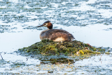 Great Crested Grebe, Podiceps cristatus, water bird sitting on the nest, nesting time on the green lake