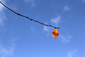 last autumn leaf on a branch
