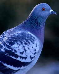 The Beauty of Purple Pigeon