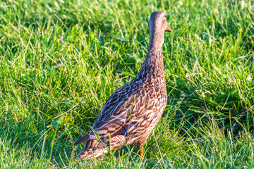 A duck female stands on its paws on the green shore of a pond.