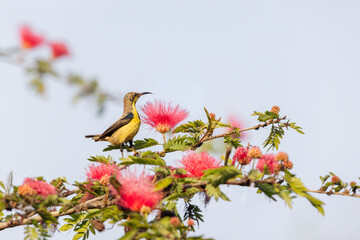 A immature yellow ornate sunbird perched near a pink pom pom flower