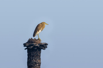 A side profile of an immature indian pond heron sitting on a tree stump at wetlands Surajpur Bird Sanctuary in India