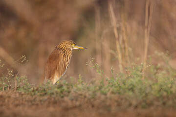 Brown Immature Indian Pond Heron perched on the ground with out of focus foliage background at Surajpur wetland bird sanctuary in UP, India
