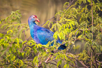 A Blue and Purple gray headed swamphen perched in foliage at the Surajpur wetland bird sanctuary in UP, India
