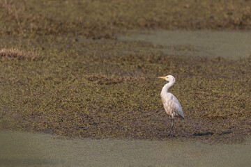 A white medium egret standing in brown swamp at the Surajpur wetland bird sanctuary in Uttar Pradesh, India