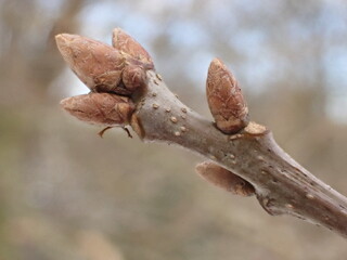 Ash tree buds (Fraxinus excelsior)