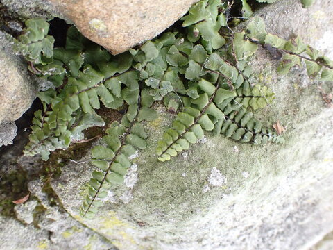 Maidenhair Spleenwort fern (Asplenium trichomanes)