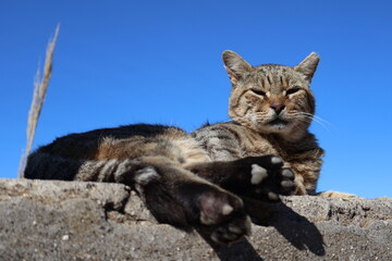 European cat waiting on the rocks