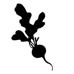 Radish root vegetable silhouette. Vector graphics.