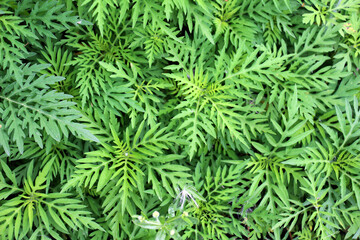 Ambrosia (Ambrosia artemisiifolia) grows in nature