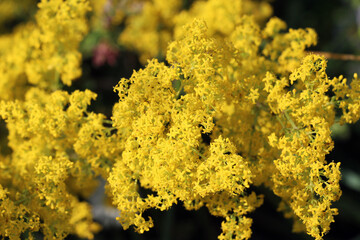Galium verum grows in nature