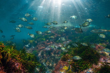 Naklejka na ściany i meble A school of fish with sunlight underwater seascape in the Atlantic ocean (white seabream fish), natural scene, Spain, Galicia, Rias Baixas