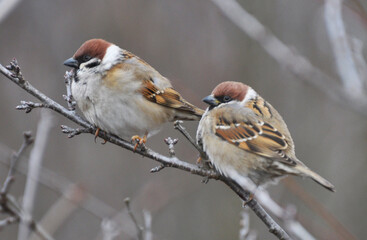 Sparrows (Passer) are sitting on a branch