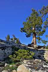 Old conifer tree in the High Sierra serve as inspiration for Bonsai Tree Artists to replicate its shape as a small potted plant	