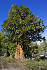 Very old conifer tree in the High Sierra serve as inspiration for Bonsai Tree Artists to replicate its shape as a small potted plant	