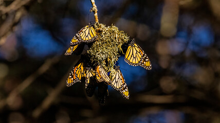 Monarch Butterfly cluster migration in Monterey County