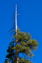 Lightening struck tree are common sights on ridge lines, Sierra Nevada Mountains, California 