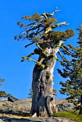 Weather battered juniper trees in the High Sierra serve as inspiration for Bonsai Tree Artists to...