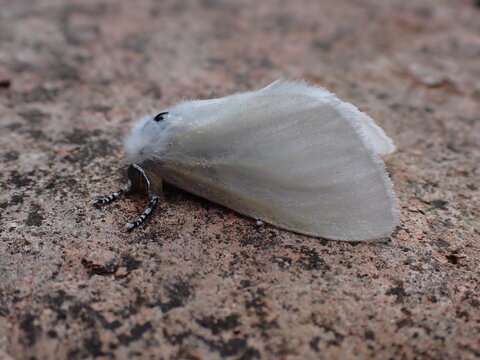 White Satin Moth (Leucoma salicis)