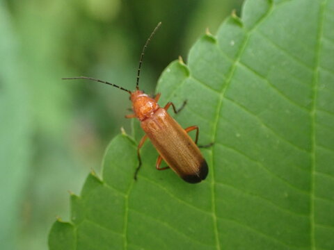 Soldier Beetle (Cantharidae) on leaf