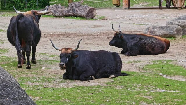 Heck cattle, Bos primigenius taurus, claimed to resemble the extinct aurochs. Domestic highland cattle