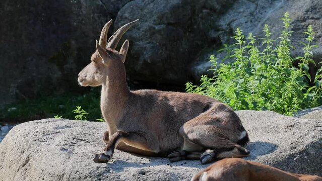 Male mountain ibex or capra ibex sitting on a rock in a german park