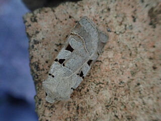Autumnal Rustic (Eugnorisma glareosa)