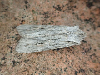 Blair's Shoulder-knot Moth (Lithophane leautieri)